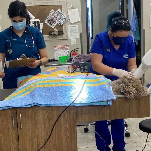 Two staff members performing a medical procedure on a fluffy dog